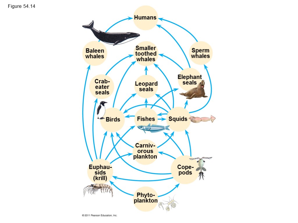 Figure 54.14 Humans Sperm whales Smaller toothed whales Baleen whales Crab- eater seals Leopard